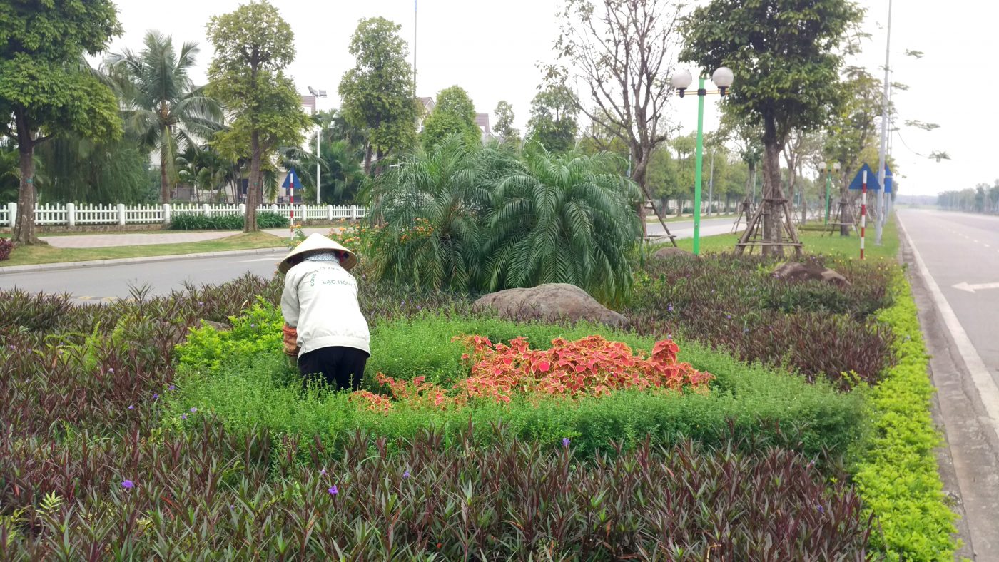 Thi công trồng cây xanh